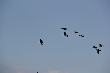 Image of migratory birds taking flight at Junam Reservoir in Changwon
