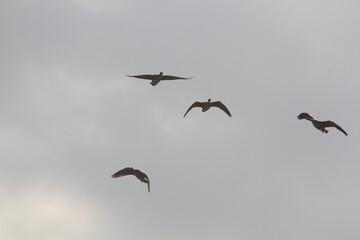 Obraz premium Image of migratory birds taking flight at Junam Reservoir in Changwon 