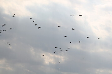 Image of migratory birds taking flight at Junam Reservoir in Changwon
