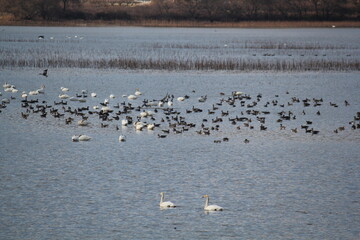 Image of migratory birds searching for food at Junam Reservoir migratory bird habitat in Changwon

