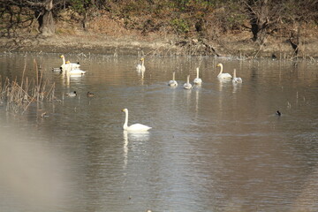 Image of migratory birds searching for food at Junam Reservoir migratory bird habitat in Changwon
