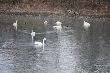 Image of migratory birds searching for food at Junam Reservoir migratory bird habitat in Changwon
