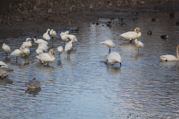 Image of migratory birds searching for food at Junam Reservoir migratory bird habitat in Changwon
