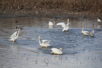 Image of migratory birds searching for food at Junam Reservoir migratory bird habitat in Changwon
