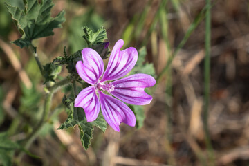 Fototapeta premium Hibiscus flower and a honey bee perched on it. Common mallow wild plant.