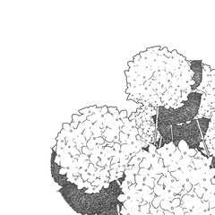 アジサイの線画