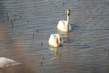 Image of migratory birds searching for food at Junam Reservoir migratory bird habitat in Changwon
