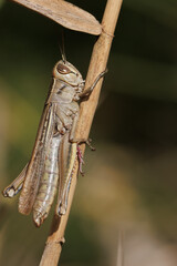 Saltamontes posado en carrizo del parque natural el Hondo, Elche, España