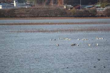 Image of migratory birds searching for food at Junam Reservoir migratory bird habitat in Changwon

