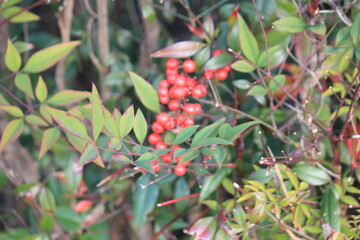 Obraz premium Image of the leaves and fruit of the namcheong tree in bloom along the Daecheongcheon Stream Trail