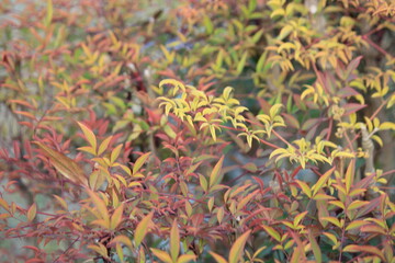 Image of the leaves and fruit of the namcheong tree in bloom along the Daecheongcheon Stream Trail