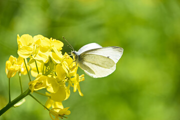 菜の花の蜜を吸うモンシロチョウ