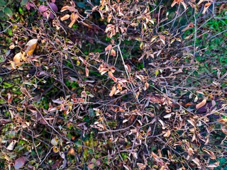 An aerial view highlights a vibrant variety of Loropetalum, known for its striking purple and green oval-shaped leaves. It's a popular choice for ornamental landscaping.
