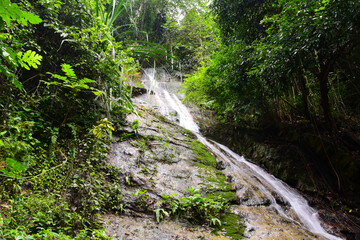 Fototapeta premium waterfall in the middle of the forest