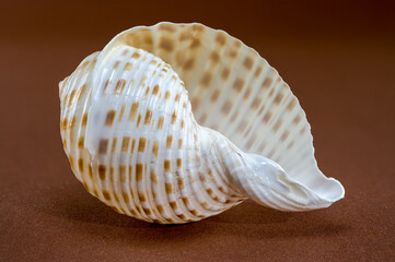 Tonna Dolium Sea Shell Close-Up on brown