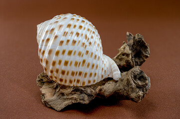 Tonna Dolium Shell on Driftwood
