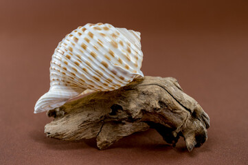 Tonna Dolium Shell on Driftwood
