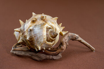 Spiny Melongena Sea Shell Close-Up on on Driftwood