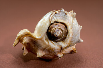 Spiny Melongena Sea Shell Close-Up on brown