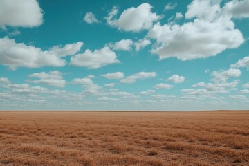 Fototapeta premium A large field of grass with a clear blue sky above