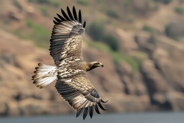 Fototapeta premium wildlife rescue recovery concept. A majestic eagle soars gracefully against a blurred natural backdrop, showcasing its impressive wingspan and intricate feather details.