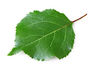 apricot green leaf isolated on white background. clipping path