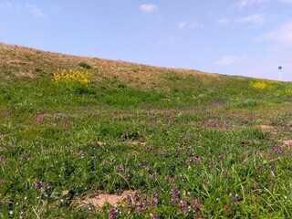 ヒメオドリコソウ咲く春の江戸川土手風景