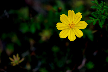 黄色のキバナコスモス