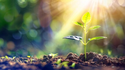 A New Life Emerging: A Tiny Sprout Reaching for Sunlight in a Lush Green Garden