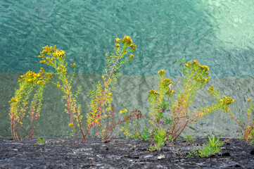 plante sauvage jaune qui pousse sur un mur au bord du lac