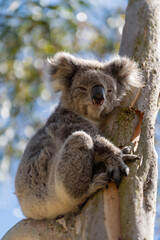 Koala 