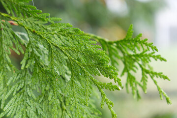 Green beautiful needles, thuja in the forest