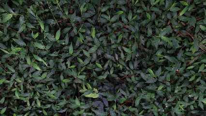 Wild plants in the middle of the forest with thick green leaves, red stems that provide contrast and, ferns add unique texture and variety.