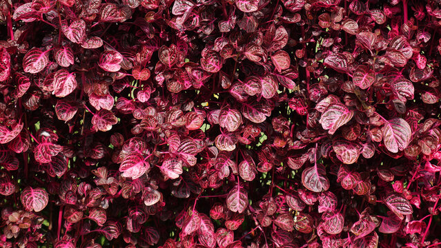 This Bloodleaf (Iresine herbstii) plant appears with beautiful, shiny red pattern details, usually used to beautify fences.
