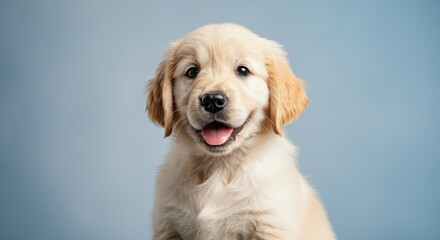 Golden retriever puppy portrait with happy expression in soft blue background for pet lovers and animal enthusiasts