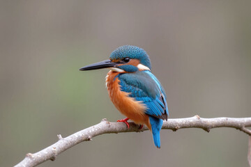 Obraz premium Blue kingfisher perched branch blue back orange-red chest black beak