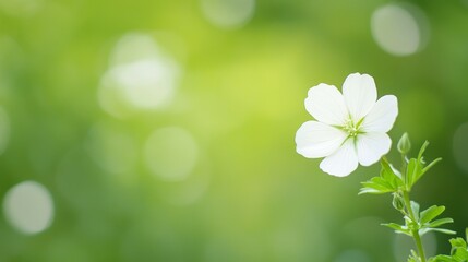 A delicate white flower stands out against a soft, blurred green background.