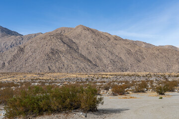 Larrea tridentata, creosote bush and greasewood as a plant, chaparral.  Palm Springs Visitor Center，California. San Jacinto Mountains ,Salton Trough
