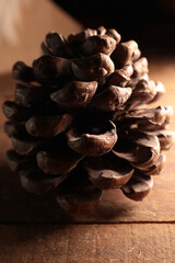 Pinecone