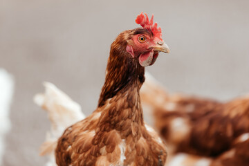close up of a brown free range chicken on a farm