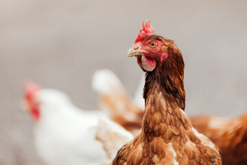 close up of a brown free range chicken on a farm looking around