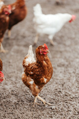 a single brown free range chicken walking on a farm