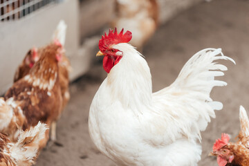 a close up of a rooster and a few chickens on a farm in front of the feed wagon