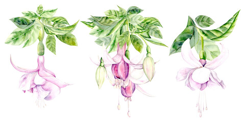 Watercolor illustration of fuchsia flower conveys the tenderness and beauty of nature. Bright shades of pink and purple create a harmonious combination, ideal for interior design, postcards and