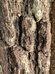 Close up photo of bark pine tree texture 