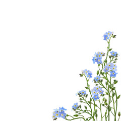 Blue forget-me-not flowers in a corner floral arrangement isolated on white or translated background