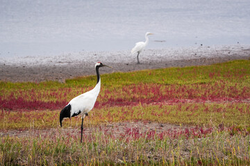 少し曇りの天候の中、湖畔の湿地帯でサンゴ草が赤かく染まり綺麗に群生、一羽の丹頂が遠くを眺めて片足て立って居る姿、奥に白サギが同じポーズをとって居る。