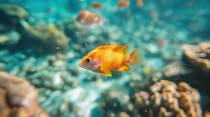 Naklejka premium Orange fish swimming in blue water. AI.
