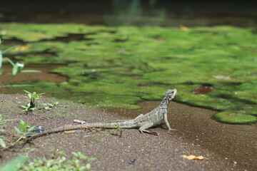Basilisk newt in the river. The lizard's head looks up to stalk its prey