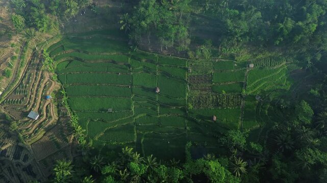 4k footage of rural atmosphere in the morning with views of mountains and rice fields and clear skies